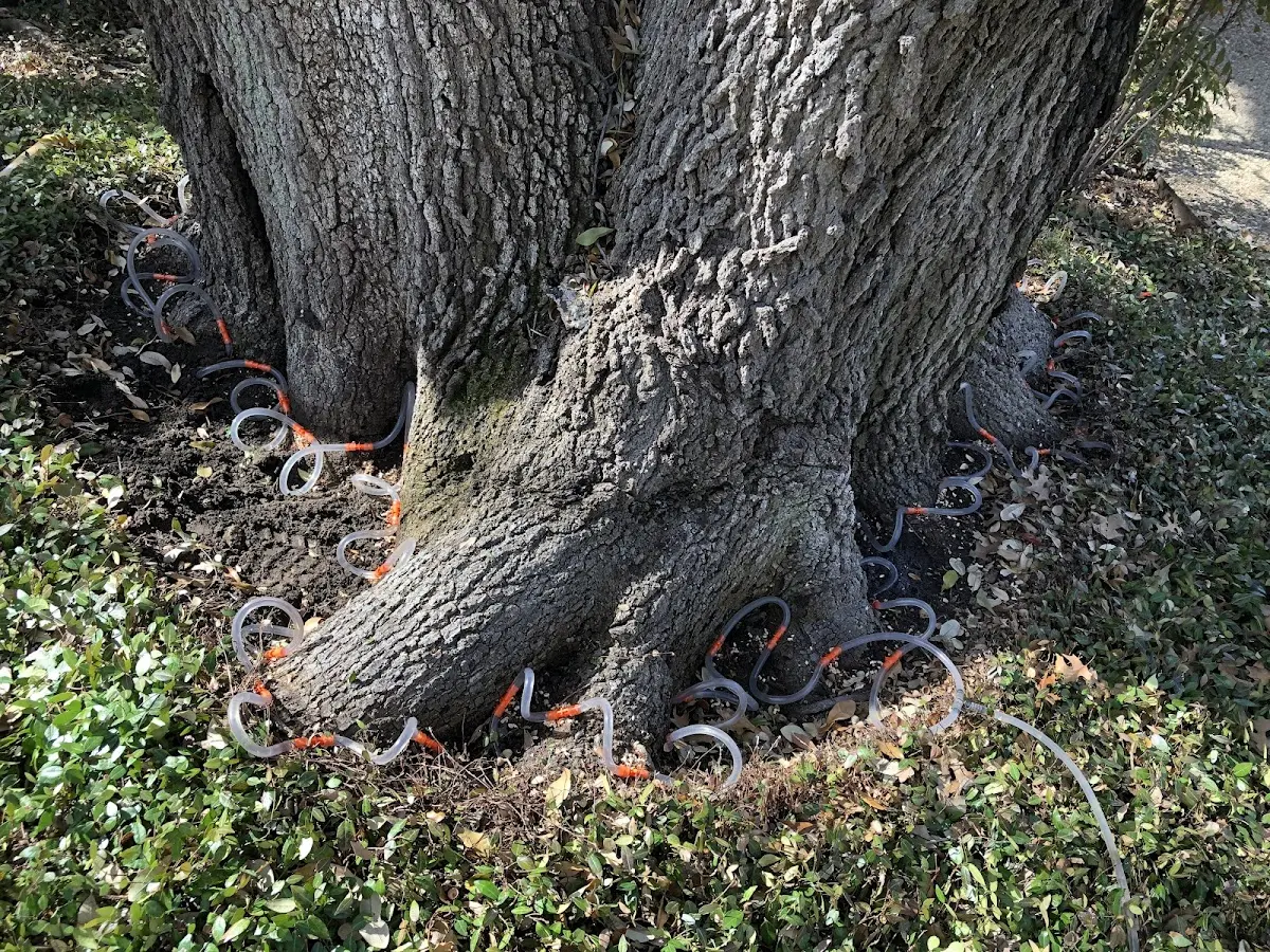 Detailed Tree Cabling and Bracing job site in East Woodstock