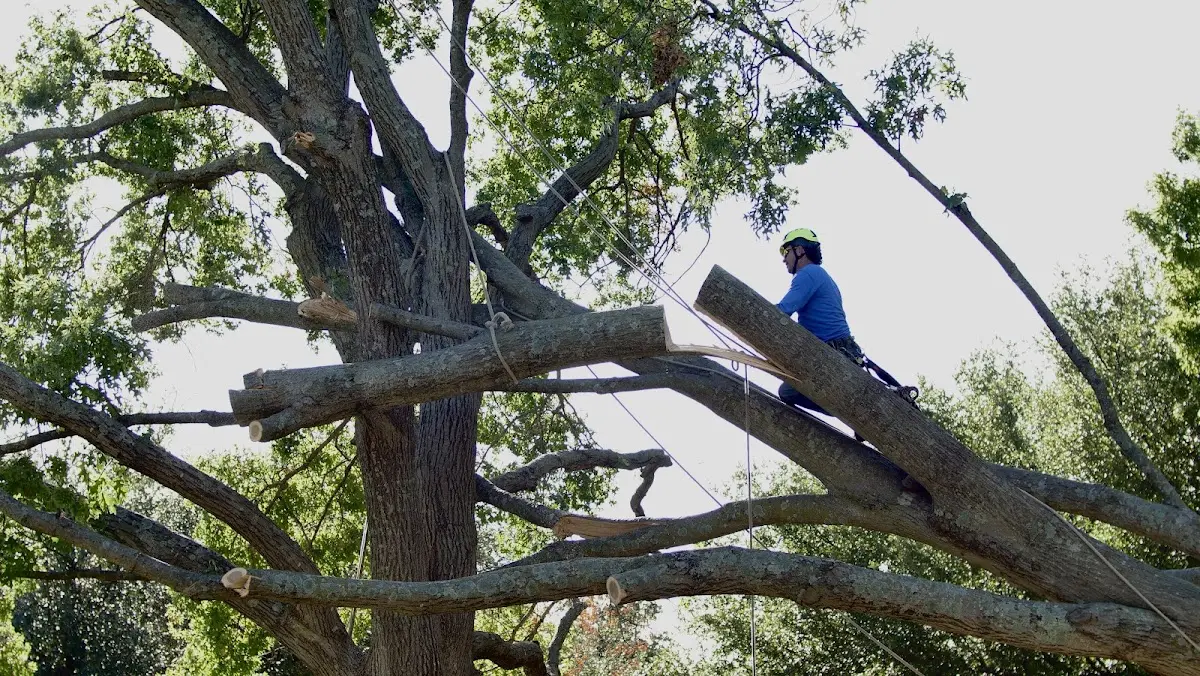 Professional Crown Thinning performed by certified arborists in East Woodstock