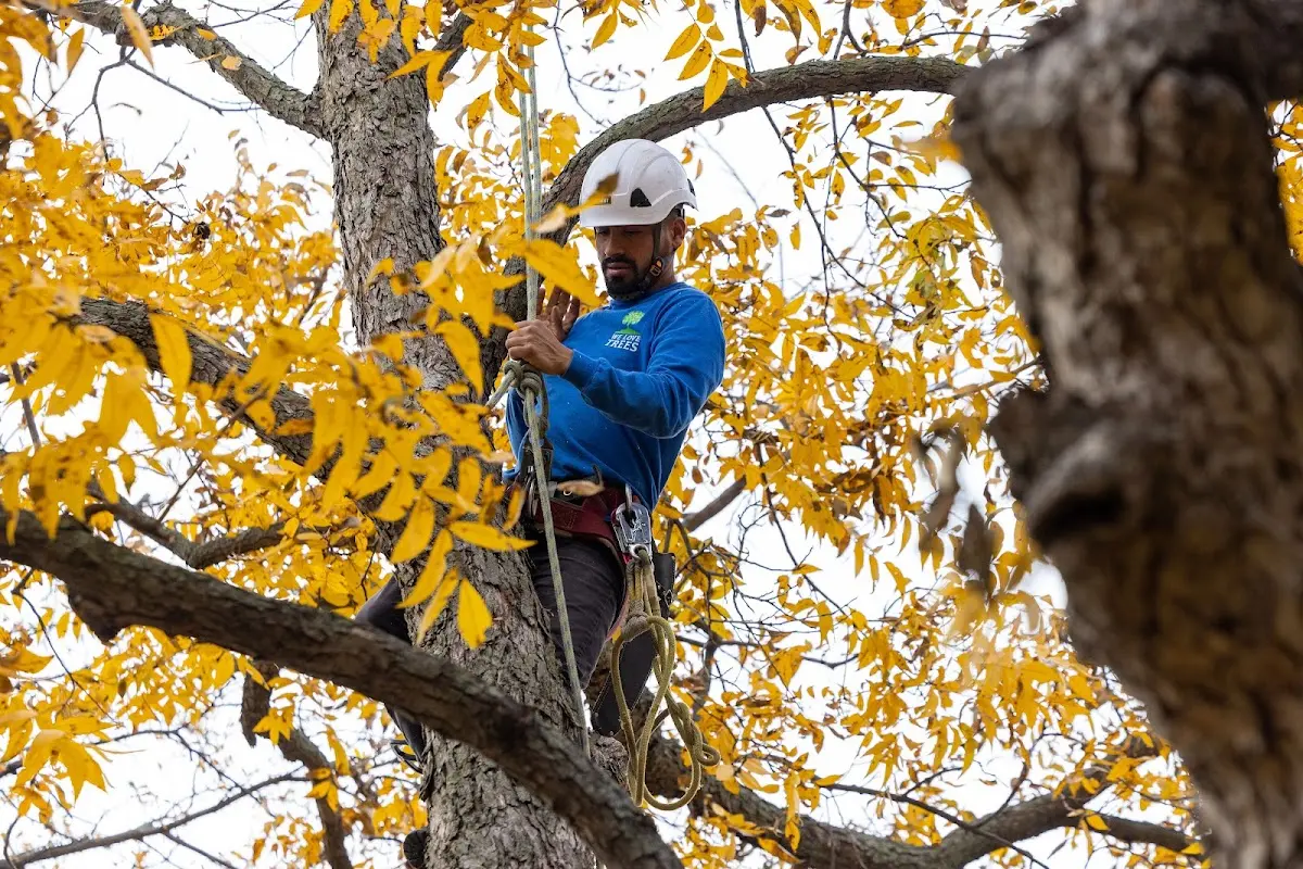 Skilled Tree Trimming crew working in East Woodstock
